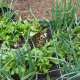 Vegetable Garden photo by Madgill